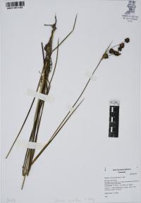 Juncus ebracteatus image